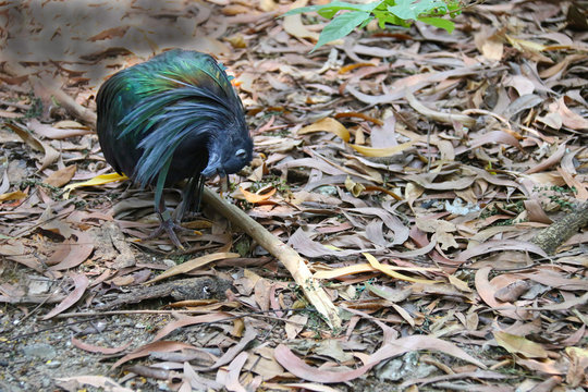 Nicobar pigeon, Nicobar dove on tropical ,thailand.