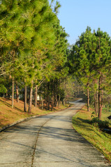 landscape of pine trees forest and walkway in natural garden with morning sunrise
