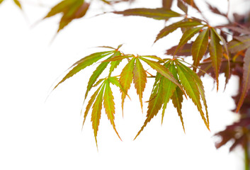 Autumn foliage , Japanese Red maple tree leaves (Acer palmatum)