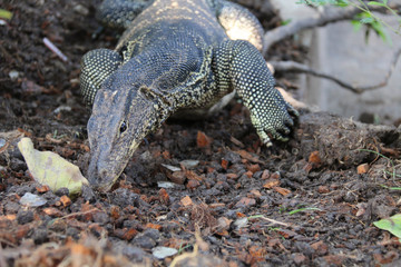 comodo dragon