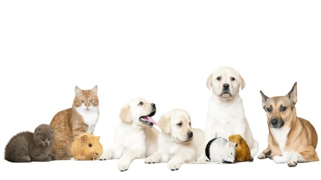 funny pets on a white background