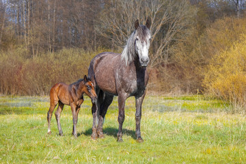 Little foal and his mother