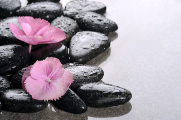 spa basalt stones and fresh flowers with water drops on white