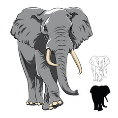 Indian Elephant isolated on white - 109935603