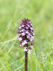 orchidée sauvage violette