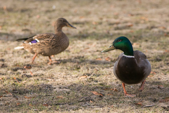 Two ducks walking on dry grass