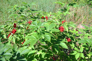The red elderberry Bush in the woods