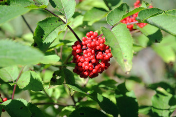 The red elderberry Bush in the woods