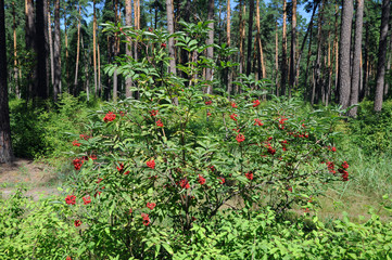 The red elderberry Bush in the woods