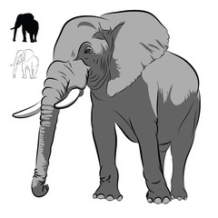 African Elephant isolated on white