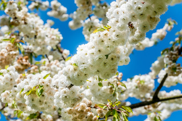 Weiße Blüten am Baum im Frühling