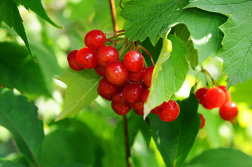 Garden ripe berries viburnum on a Bush