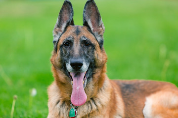 German Shepherd Dog Outside