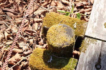 苔が生えた木の杭