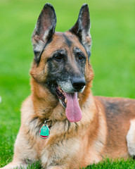 German Shepherd Dog Outside