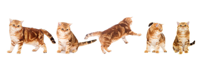 Cat on a white background isolated