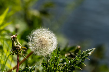 Nahaufnahme Dandelion im Gegenlicht