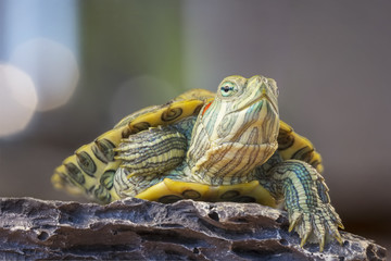 Naklejka premium Turtle on a rock / Little turtle on a rock on a gray background with bokeh