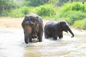 Elephant splashing with water while taking a bath