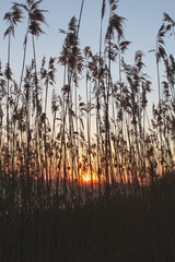 Rising Sun through the reeds