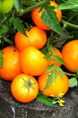 Many yellow tomatoes with leaves