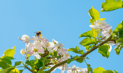 Bee searching for honey in spring