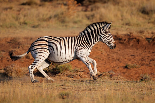 Fototapeta A running plains (Burchells) zebra (Equus burchelli), South Africa.