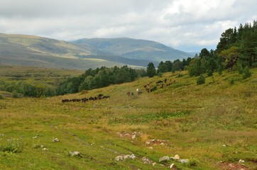 Fototapeta na wymiar A herd of grazing on the hillside
