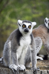 Naklejka na ściany i meble funny lemur - lustiger Lemur 