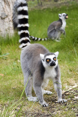funny lemur welcomes the visitors - lustiger Lemur begrüßt die Besucher 
