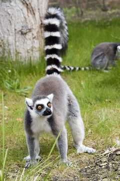 funny lemur welcomes the visitors - lustiger Lemur begrüßt die Besucher 