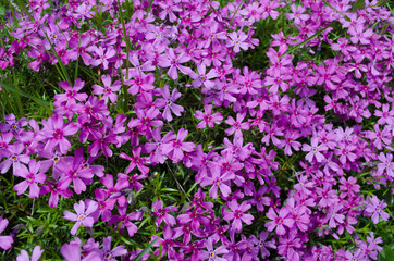 Spring pink flowers background