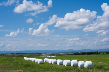 夏空と白い牧草ロール