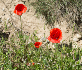 Coquelicots rouges