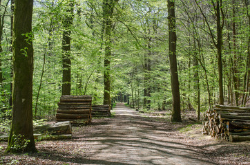 Obraz premium Waldweg im Frühling