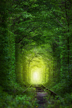Fototapeta Fantastyczne drzewa - tunel miłości z bajkowym światłem