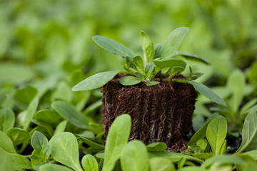 young plant new life ,Green sapling Ecology World Environment Day CSR Seedling Go Green Eco Friendly Earth Health Care Food Garden New Life concept.