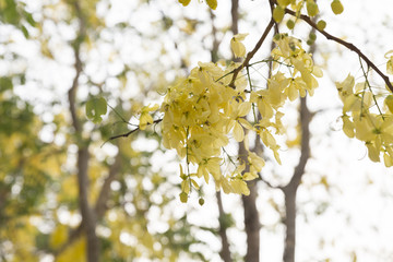 blooming flower of golden shower