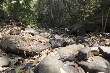 trail on hill in forest for hiking or trekking