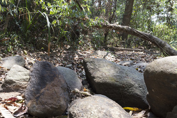 trail on hill in forest for hiking or trekking