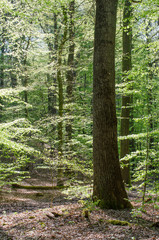 Frühling im Buchenwald