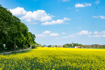 Rapsfeld am Wegesrand