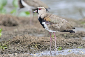 Southern Lapwing Standing on a Mudflat - Panama