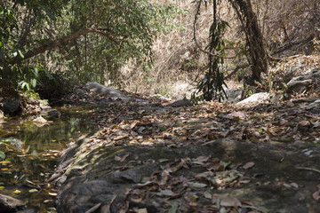 trail on hill in forest for hiking or trekking