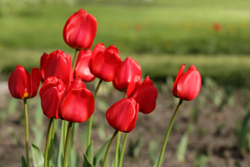 Obraz premium bouquet of red tulips growing/bouquet of tulips in a flowerbed on a sunny day