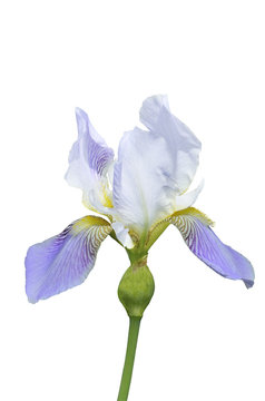 Blue iris flower closeup