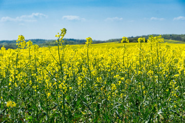 Rapspflanzen auf einem Feld