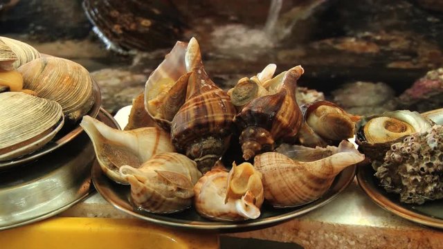 Live seashells at the fish market in Busan, Korea.