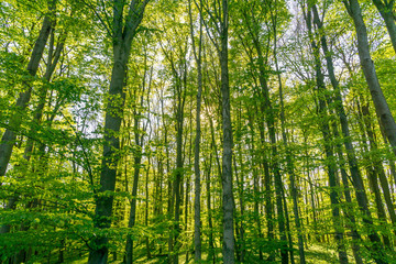 Obraz na płótnie Canvas Licht im Wald