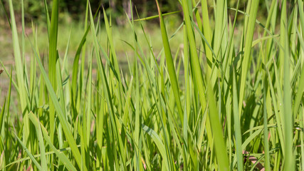 Close-up green grass field